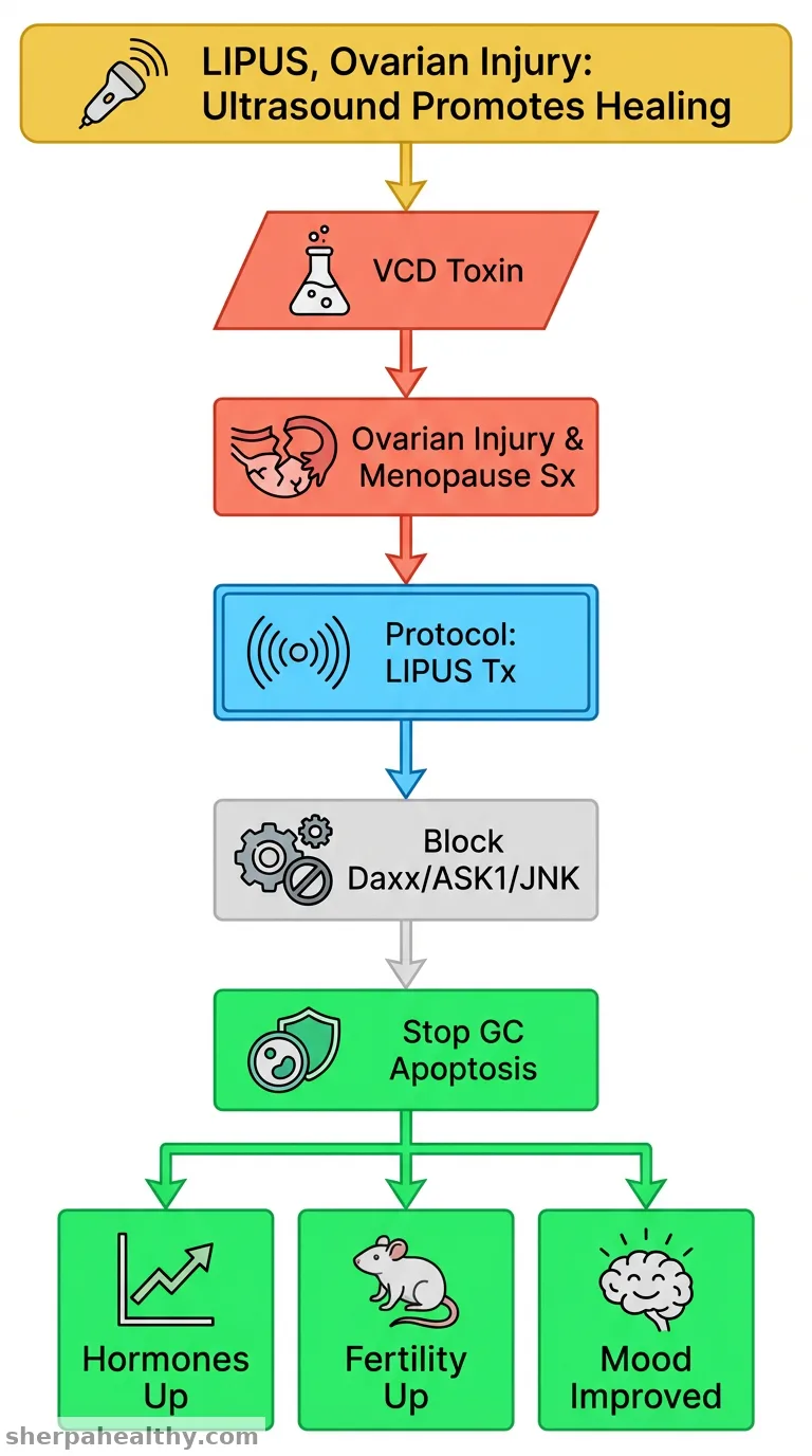 The potential of low-intensity pulsed ultrasound to apply the long-term ovary protection from injury induced by 4-vinylcyclohexene diepoxide through inhibiting granulosa cell apoptosis.