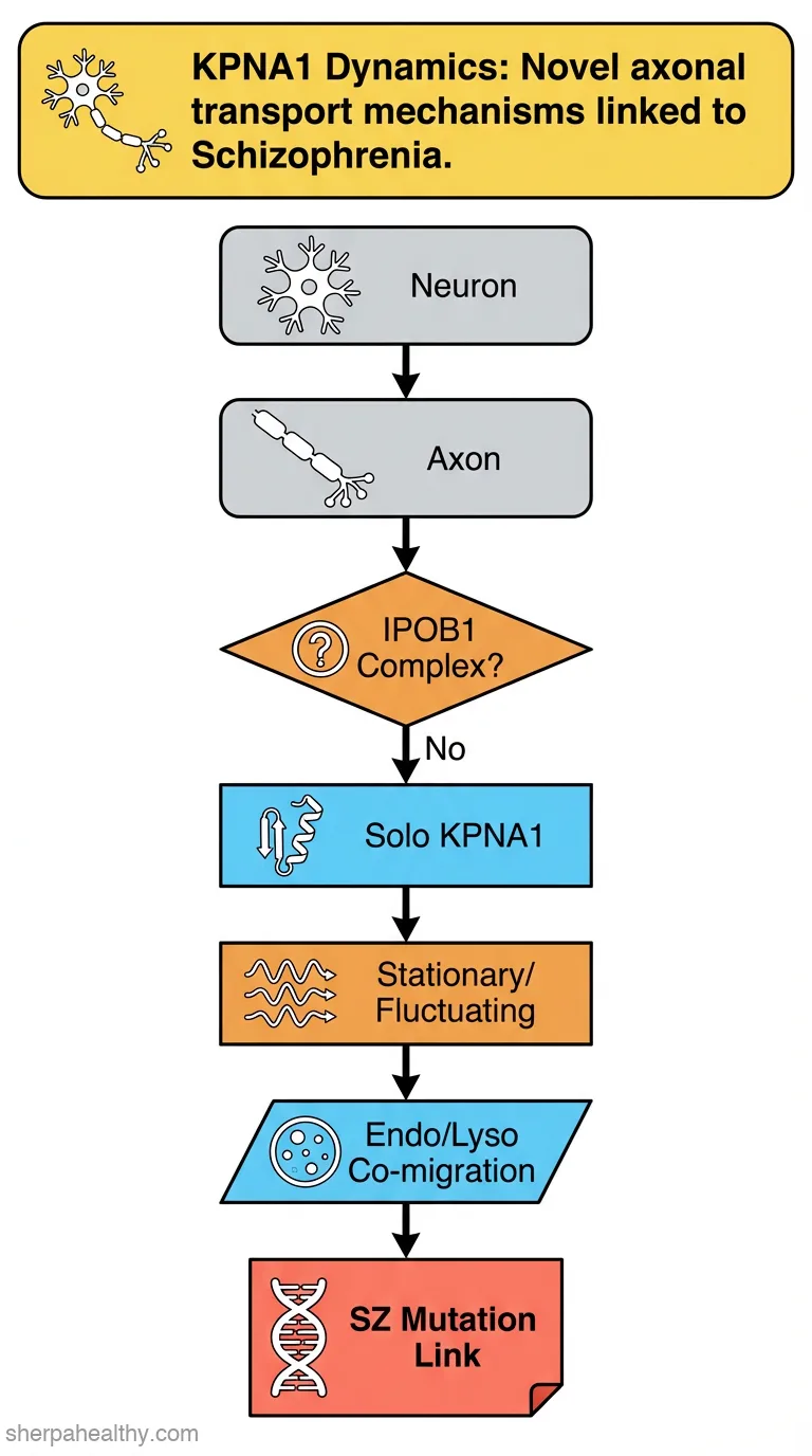 Direct observation of importin α family member KPNA1 in axonal transport with or without a schizophrenia-related mutation.