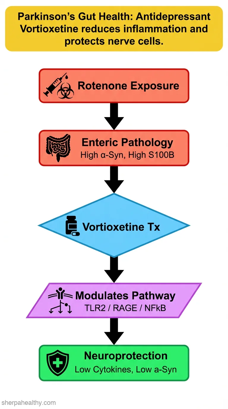Vortioxetine attenuates rotenone-induced enteric neuroinflammation via modulation of the TLR2/S100B/RAGE signaling pathway in a rat model of Parkinson's disease.