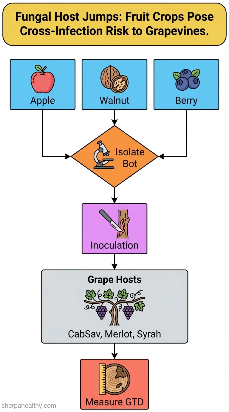 Host Jumps and Pathogenicity of Botryosphaeriaceae Species on Grapevines (