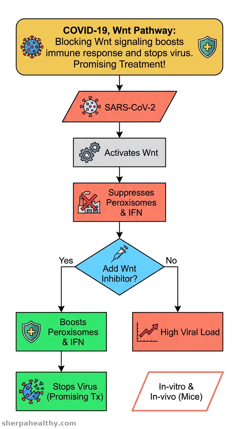 The Wnt/β-catenin pathway is important for replication of SARS-CoV-2 and other pathogenic RNA viruses.