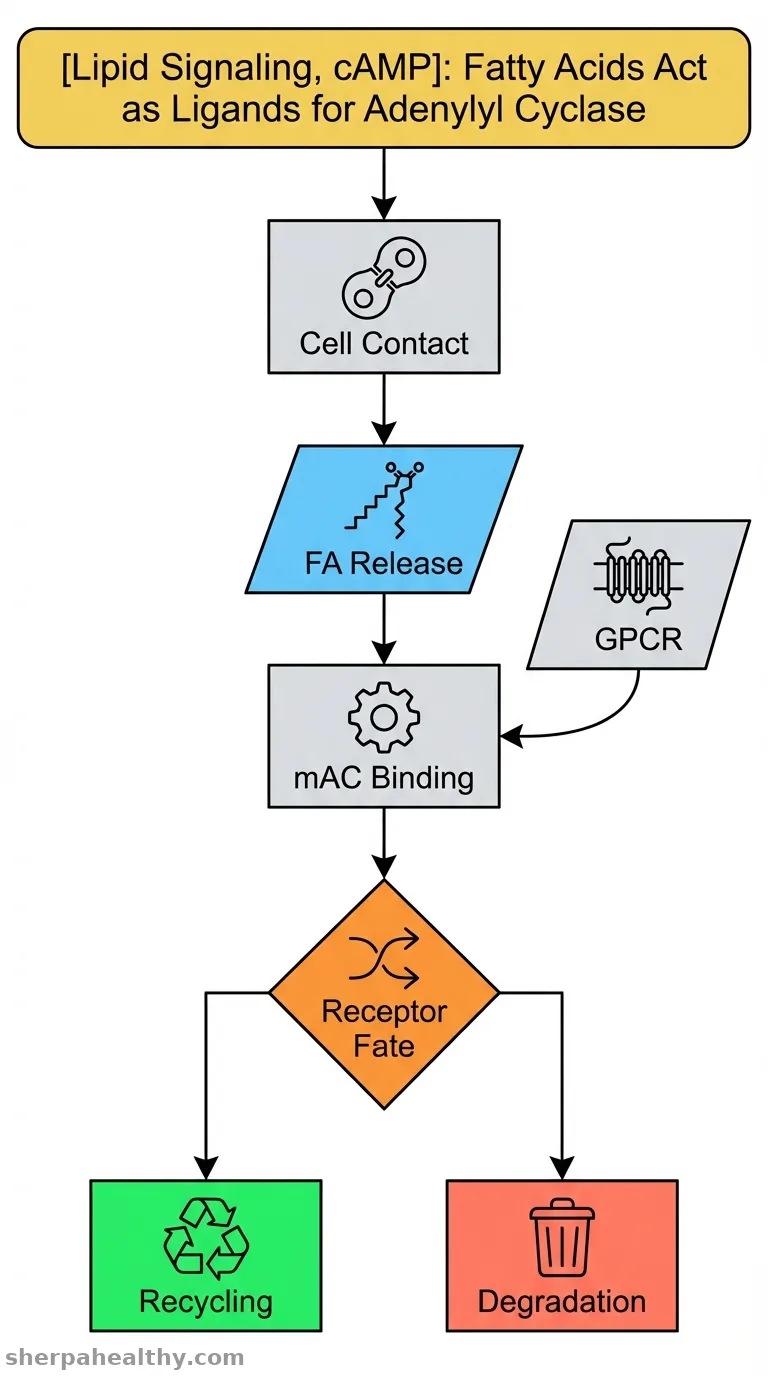 Evolving perspectives on lipid mediated cell-to-cell communication: The adenylyl cyclase signaling system.