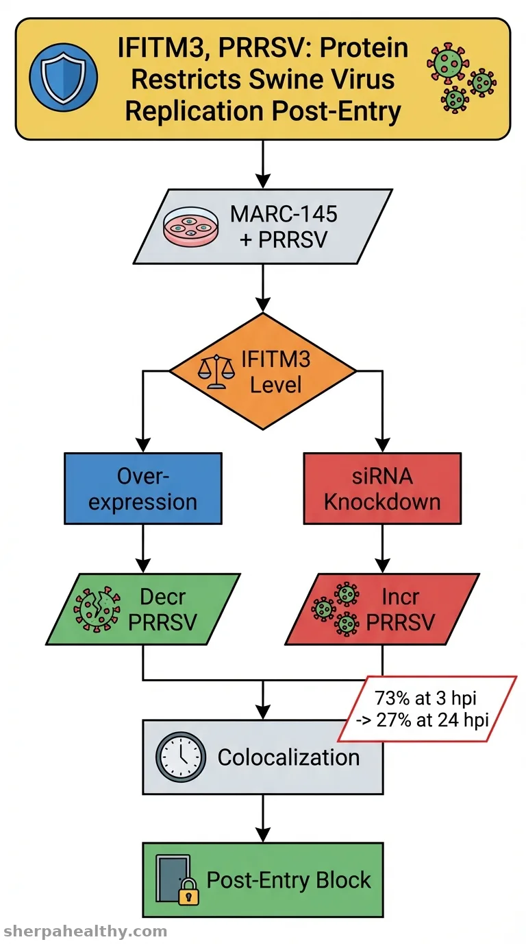 Interferon-Induced Transmembrane Protein 3 (IFITM3) Restricts PRRSV Replication via Post-Entry Mechanisms.