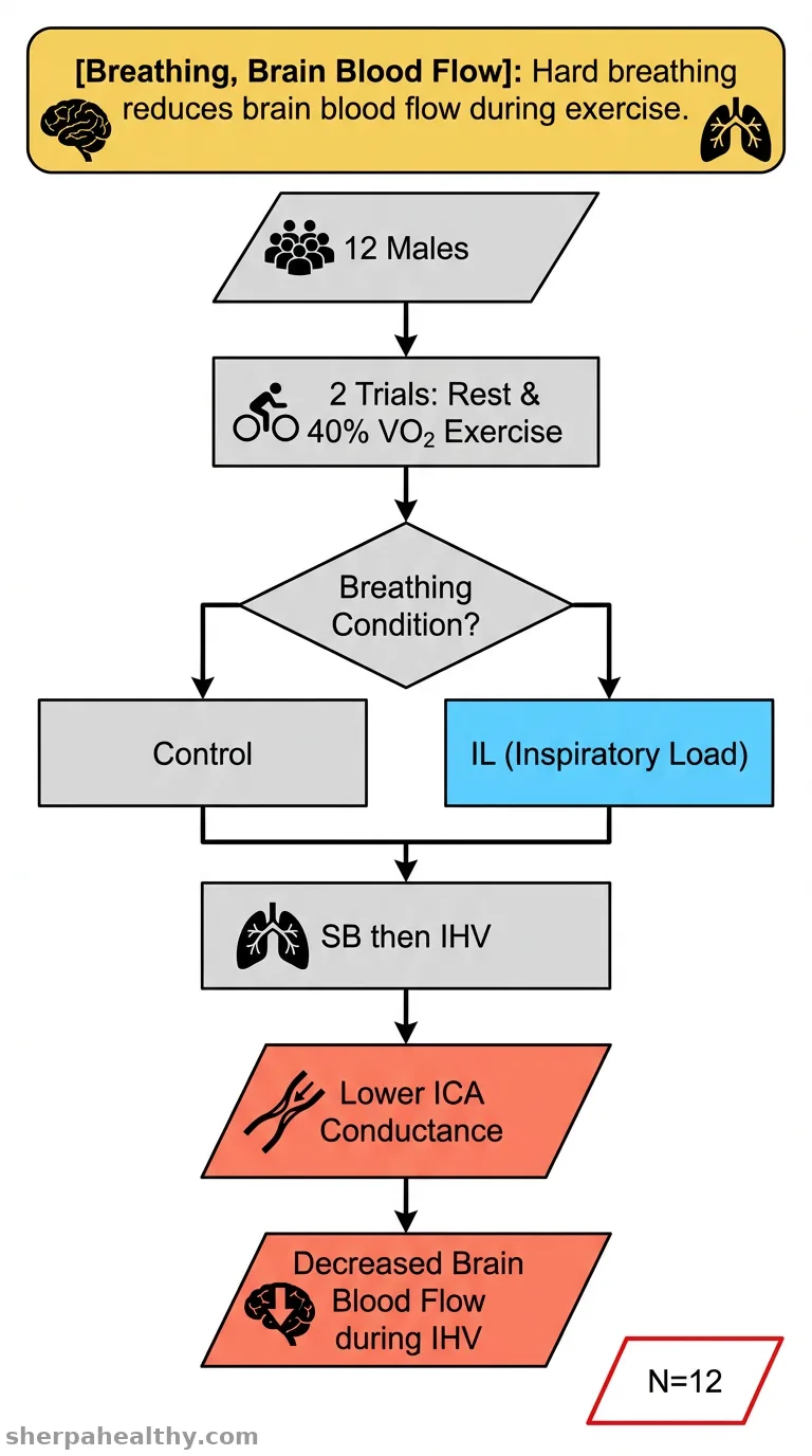Effects of inspiratory muscle metaboreflex on cerebral circulation at rest and during light-intensity exercise in healthy males.