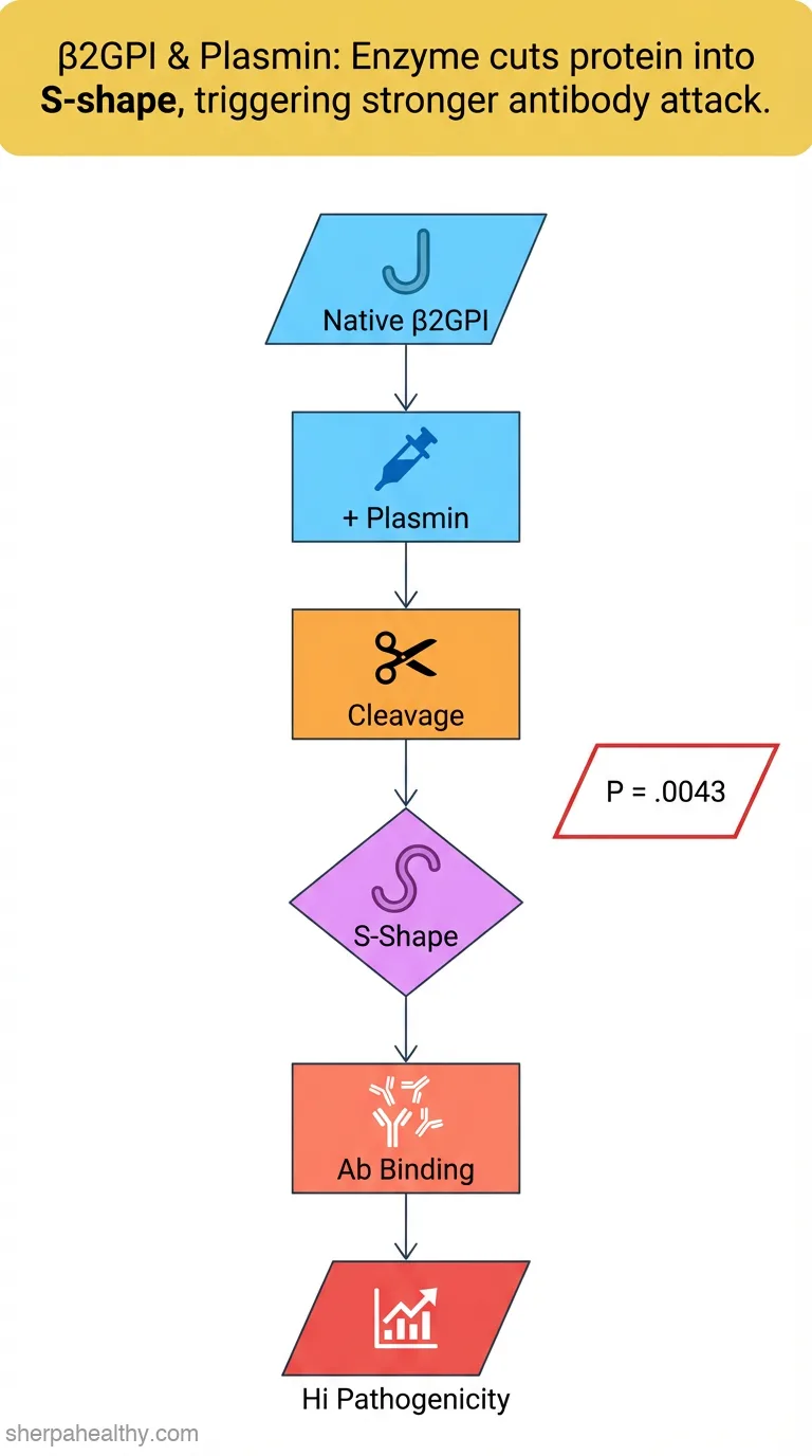 Plasmin cleavage of β2-glycoprotein I alters its structure and ability to bind to pathogenic antibodies.