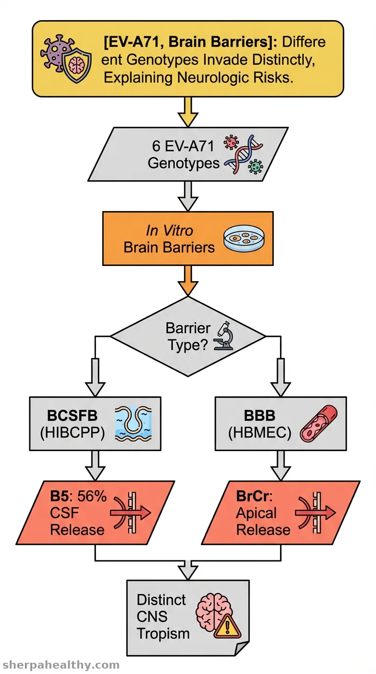 Genotype-dependent cell tropism of EV-A71 at the human blood cerebrospinal fluid and blood brain barrier.
