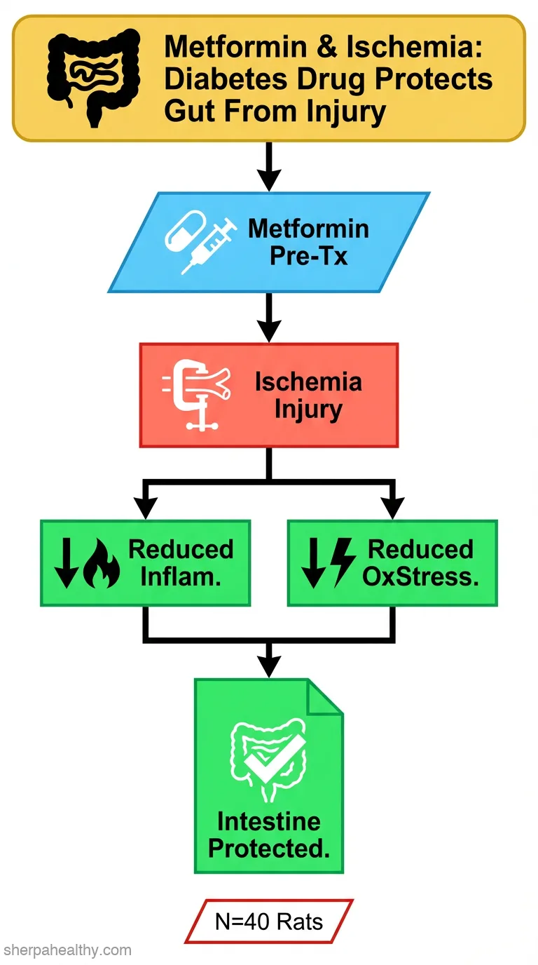 Modulation of the Oxidative Stress and ICAM-1/TLR4/NF-Κβ Levels by Metformin in Intestinal Ischemia/Reperfusion Injury in Rats.