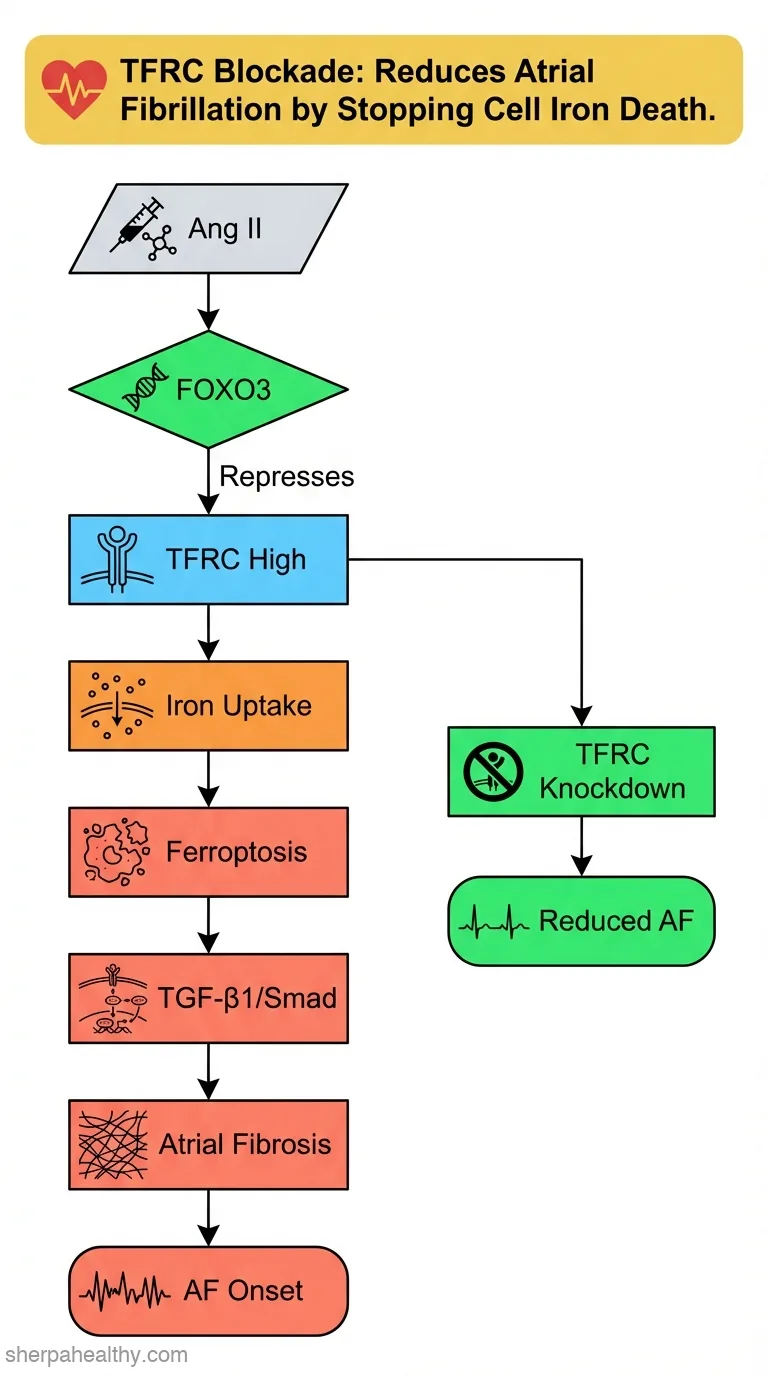 Transferrin receptor knockdown attenuates atrial fibrillation by inhibiting cardiomyocyte ferroptosis and atrial fibrosis.