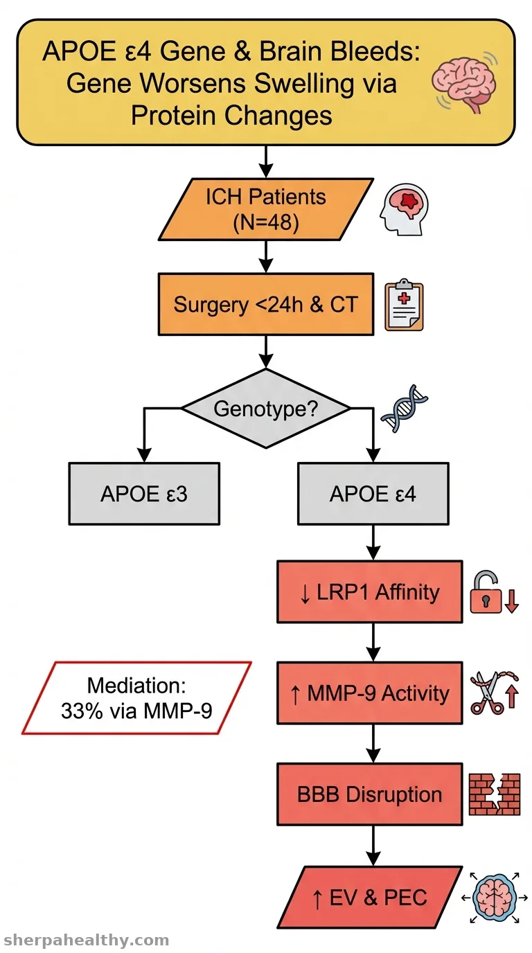 Effect of APOE ε4 Gene on Perihematomal Edema in Intracerebral Hemorrhage: A Prospective Study.