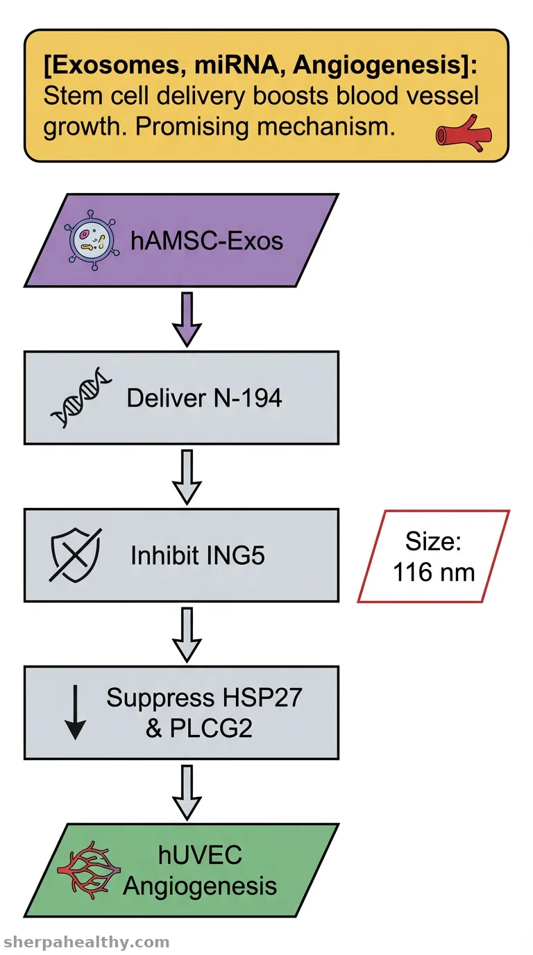 Exosomes derived from human amniotic mesenchymal stem cells promotes angiogenesis in hUVECs by delivering novel miRNA N-194.