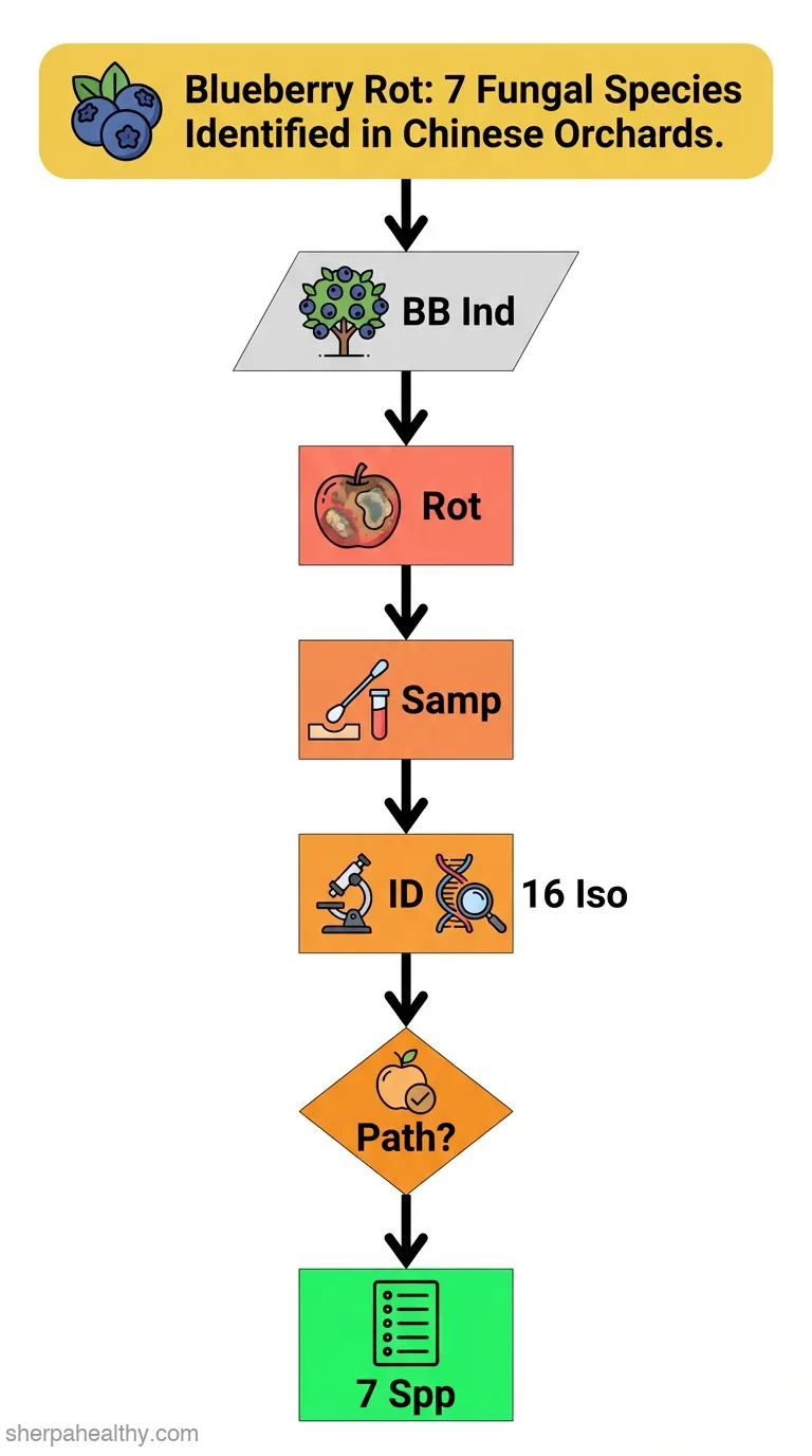 Characterization of Fungal Pathogens Causing Blueberry Fruit Rot Disease in China.