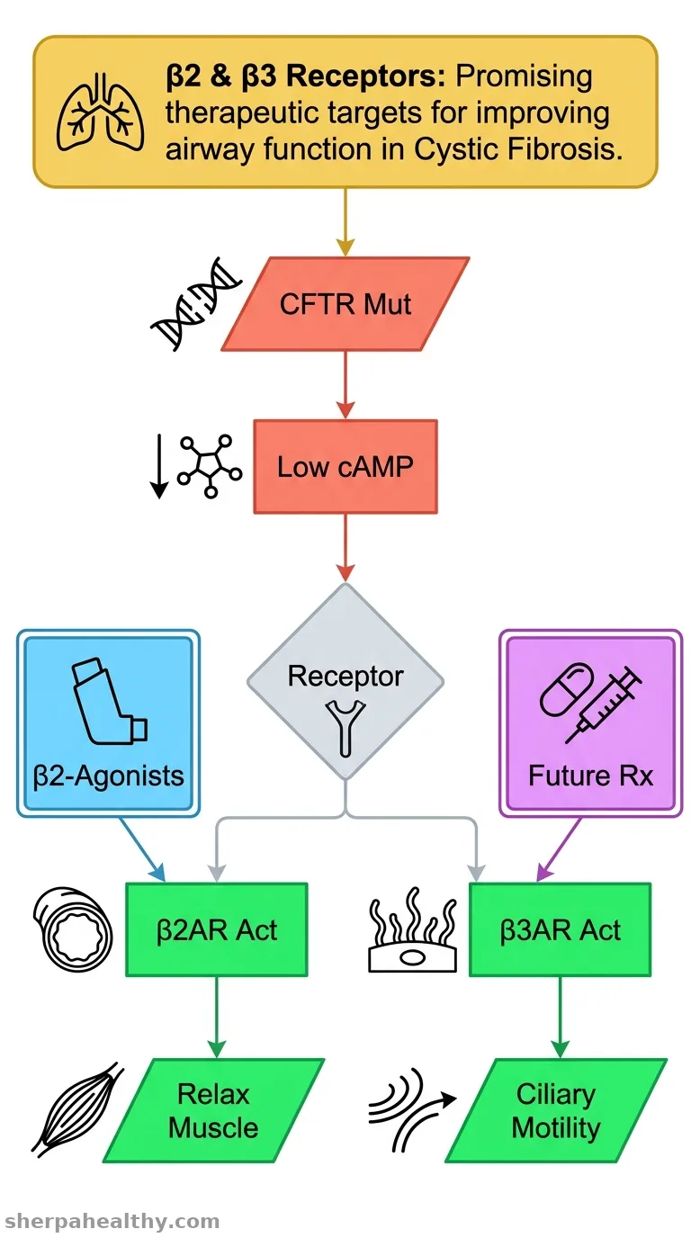 Exploring the role of β2- and β3-adrenergic receptors in cystic fibrosis.