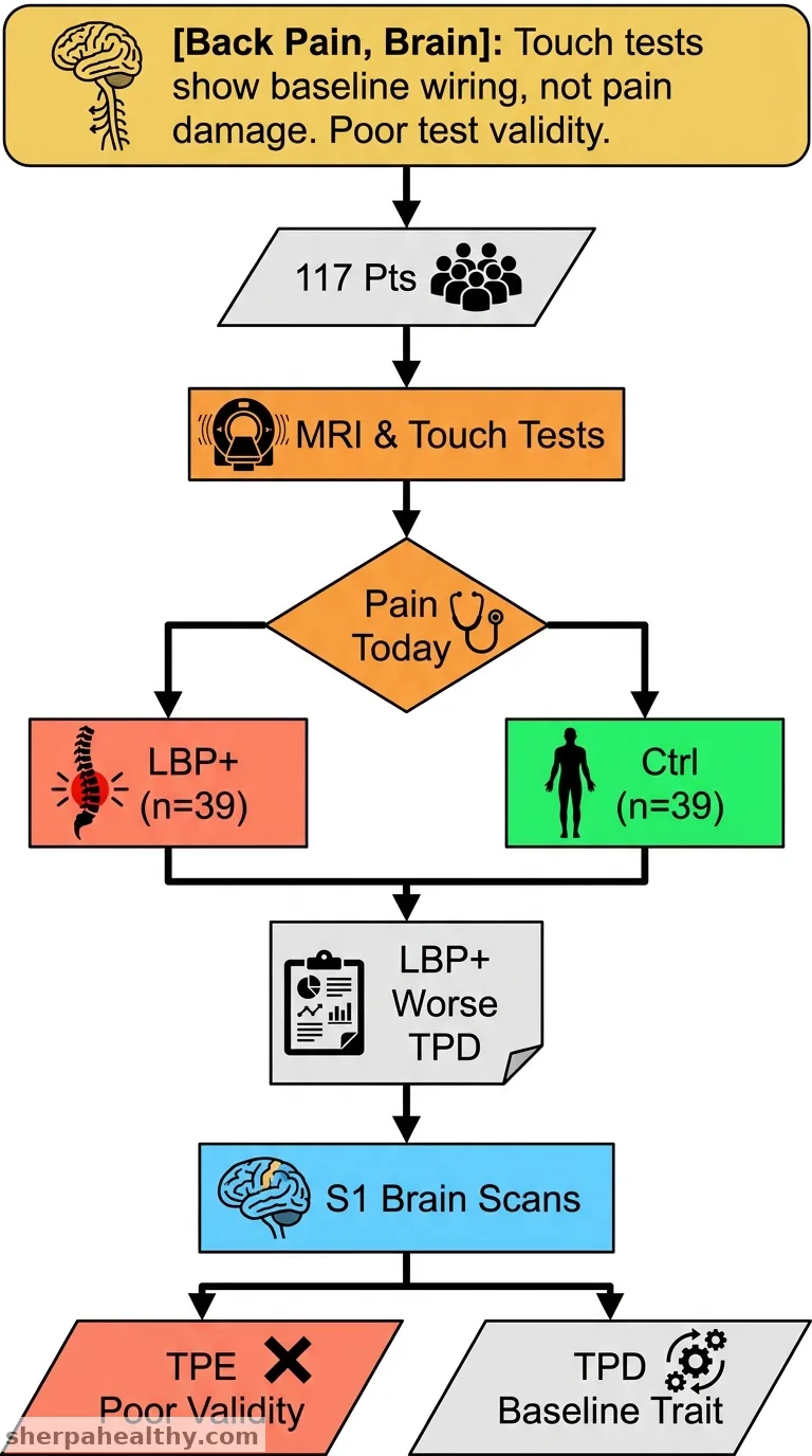 Lumbar tactile acuity associated with S1-thalamic functional connectivity and S1 microstructure in patients with low back pain and pain-free controls.